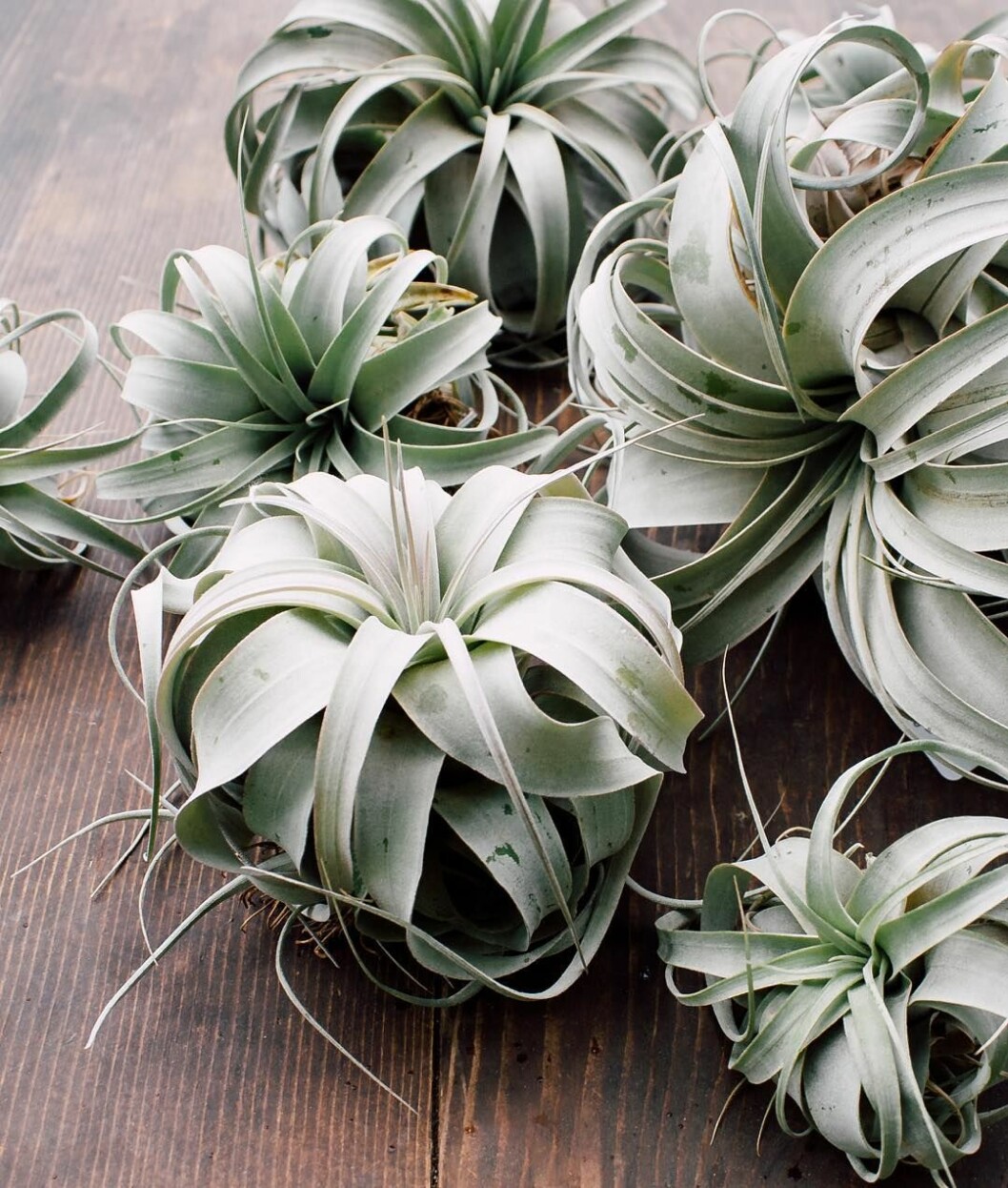 Foto: Pistils nursery 01. airplants
