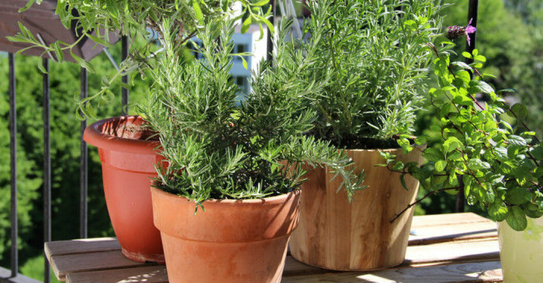 Expertens bästa tips – 5 växter att odla på balkongen