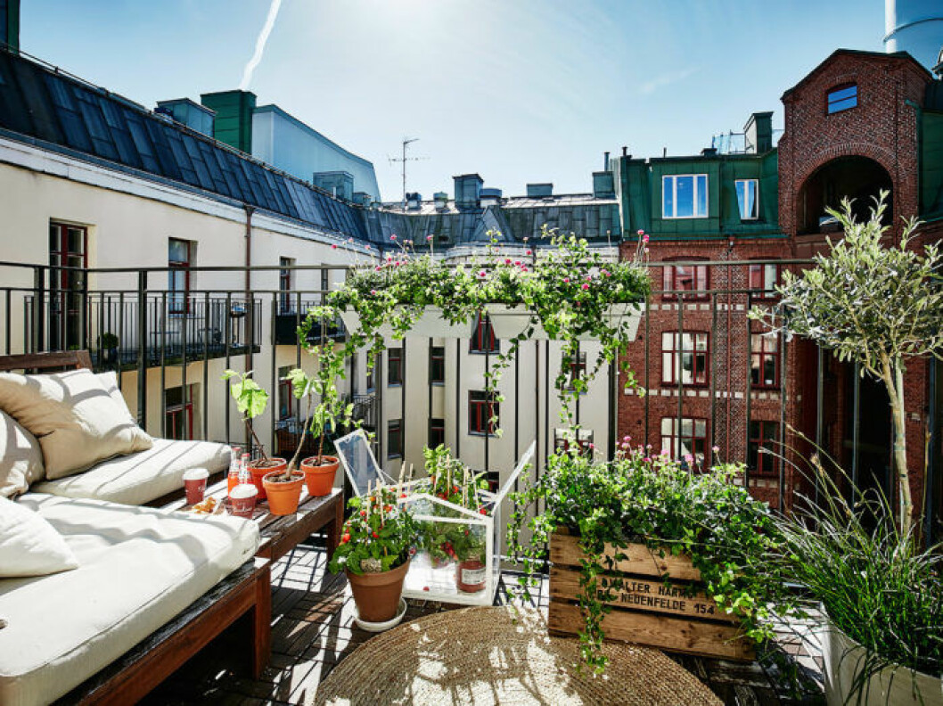 Scandinavian summer balcony with green plants and vegetable plants.