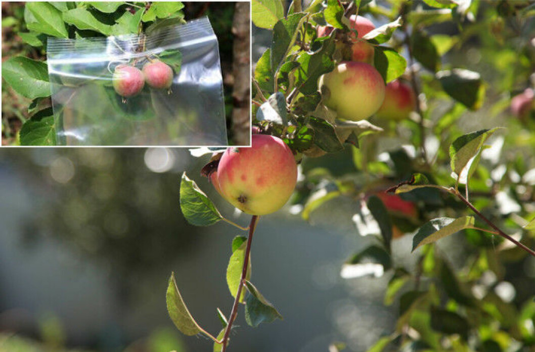 Via: <a href="http://www.ebay.com/gds/24-Simple-Yet-Brilliant-or-rather-good-Garden-Problem-Solvers-/10000000178702502/g.html" target="_blank" rel="noopener">Ebay</a> / Foto: Shutterstock 07. ziploc-bag