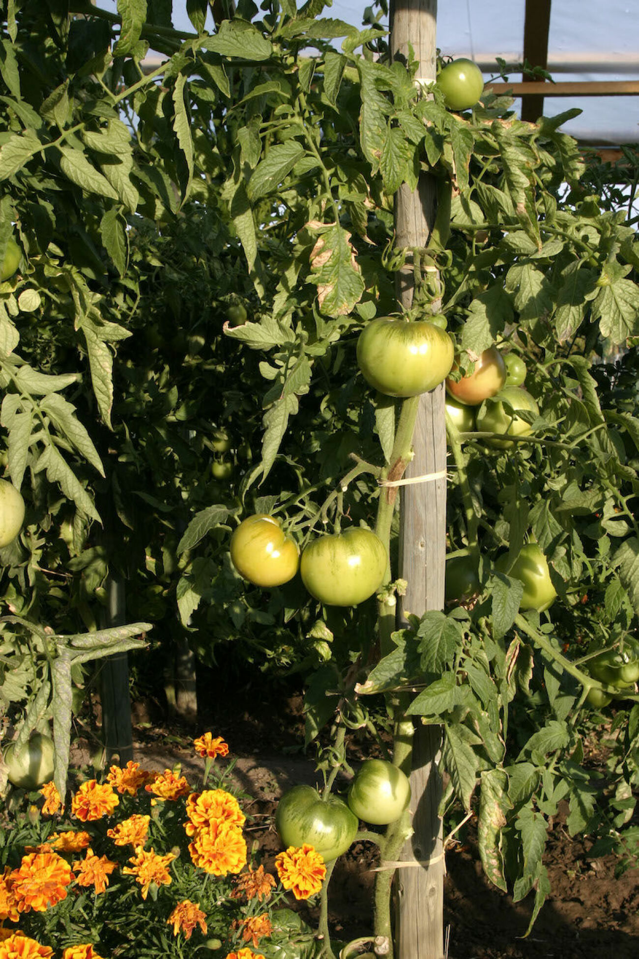 Bild på tomatplantor på kolonilott. 