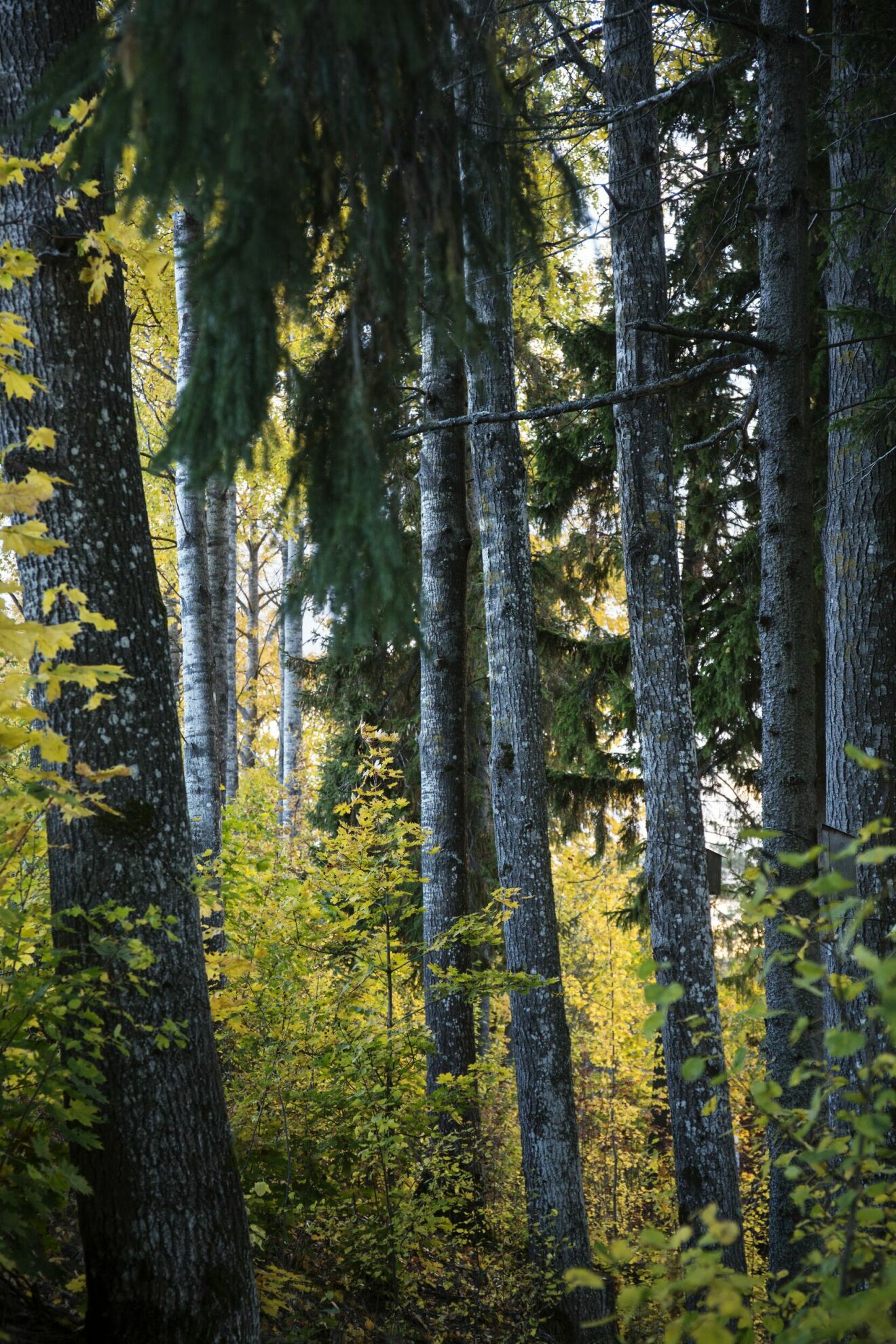 skogstomt i finland