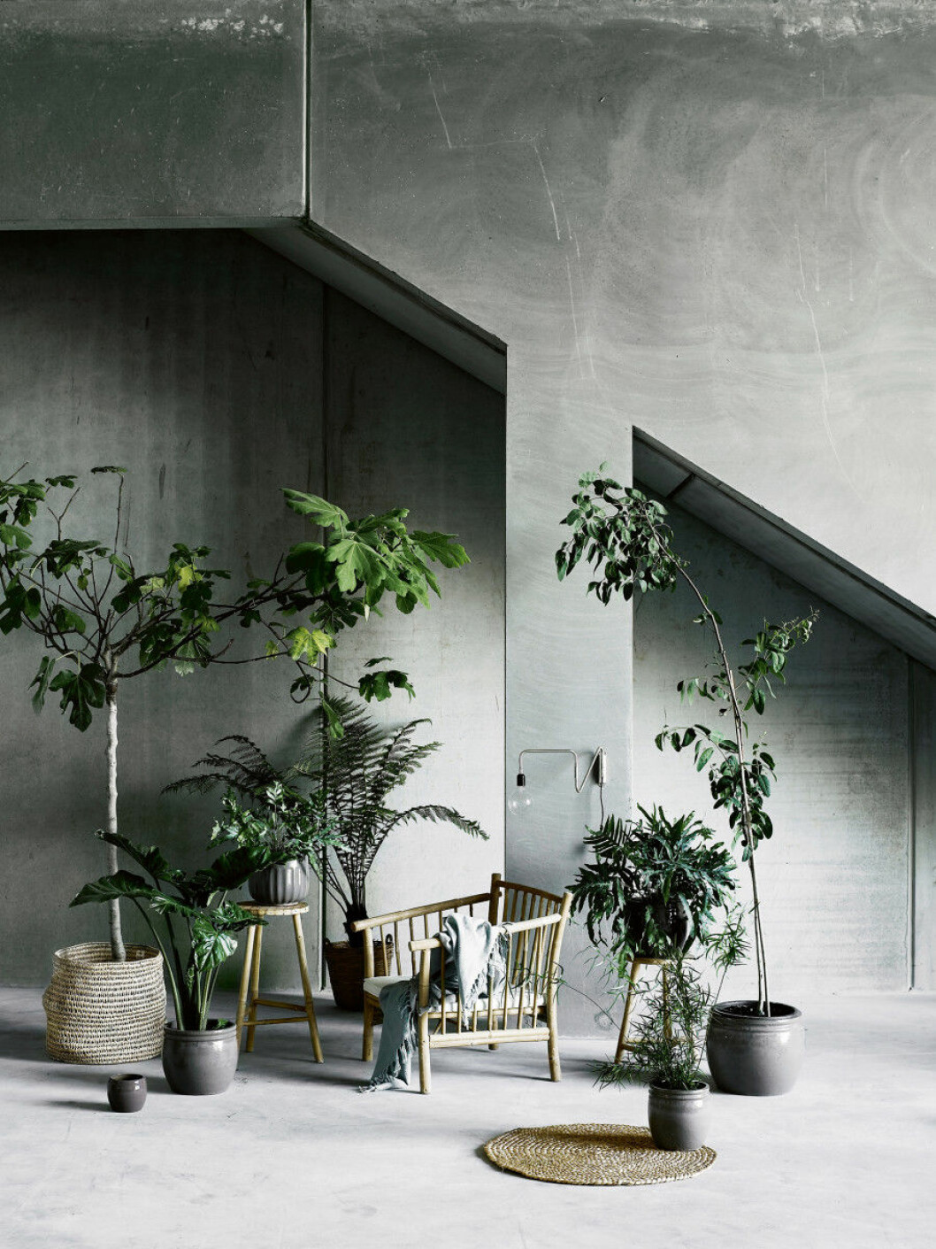 Via: <a href="http://www.tinekhome.com/site/en/BilledBank/default/product/5500" target="_blank" rel="noopener">Tine K Home</a> 25-plant2