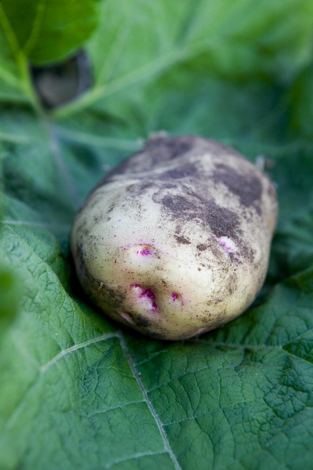 <em>Foto: Mujo Korach/IBL</em> Potatis på grönt blad.