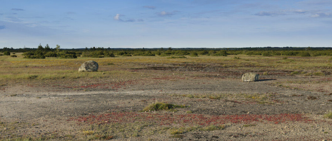 Panoramabild på Stora Alvarets karga landskap.