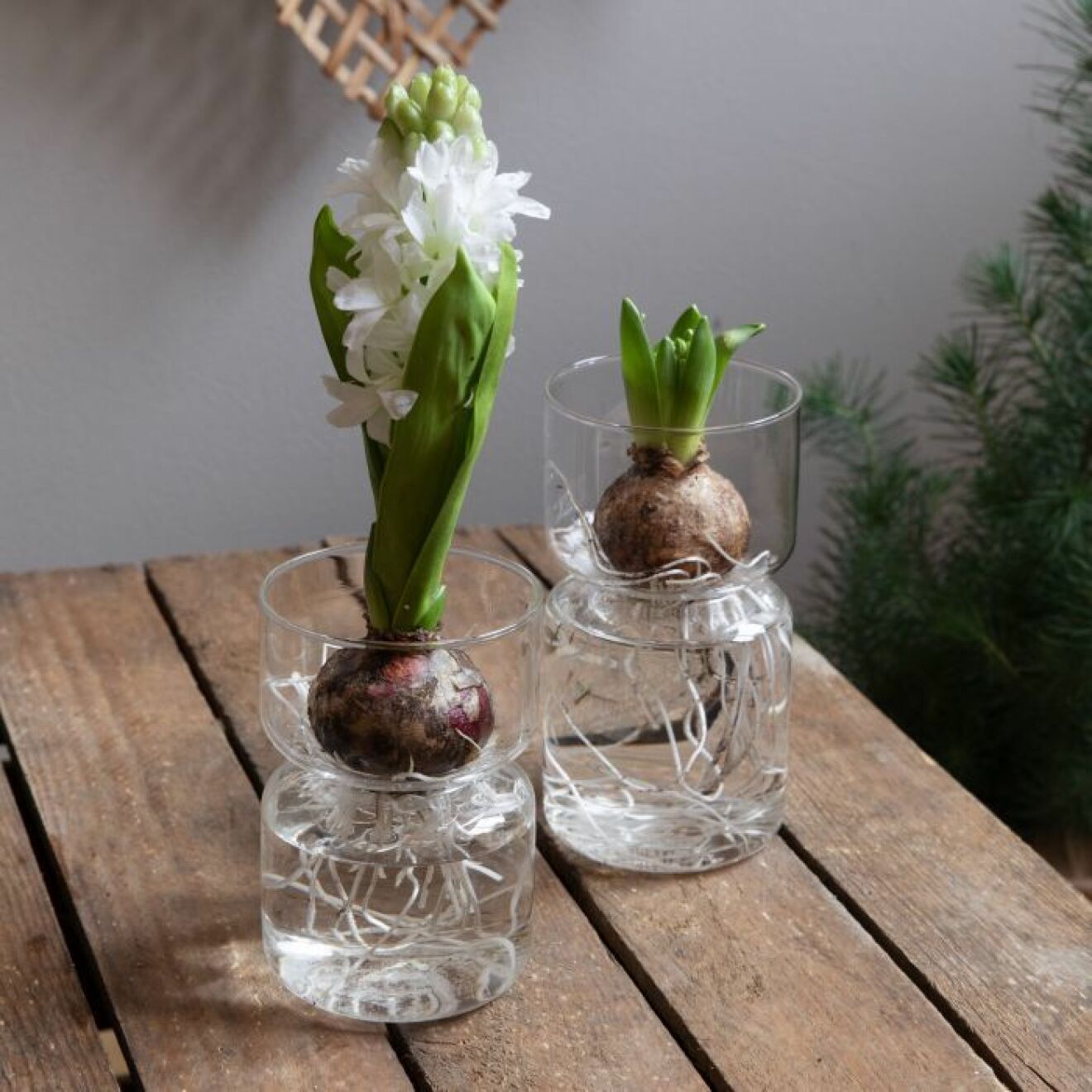 Vas hyacint