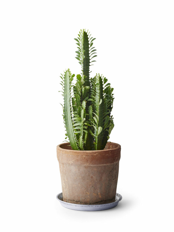Cowboykaktusen har en karakteristisk stam och ett flikigt bladverk. Foto: Plantagen cowboykaktusen är en trendig kaktus 2021