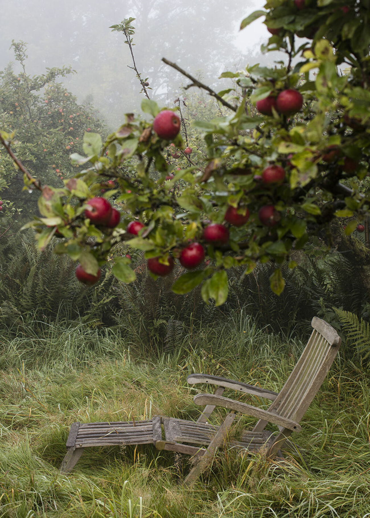 Fotografen Charlie Drevstams vildvuxna äppelträdgård. 