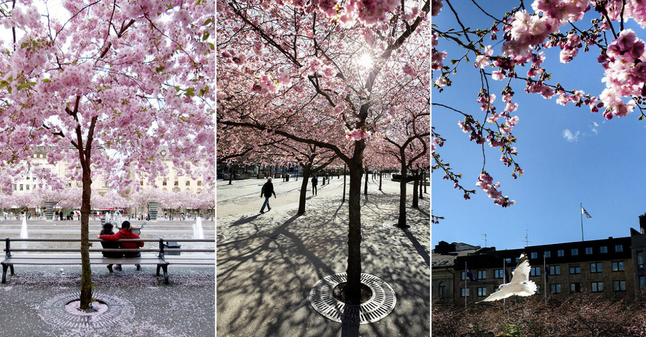 Japanska körsbärsträd Stockholm Kungsträdgården