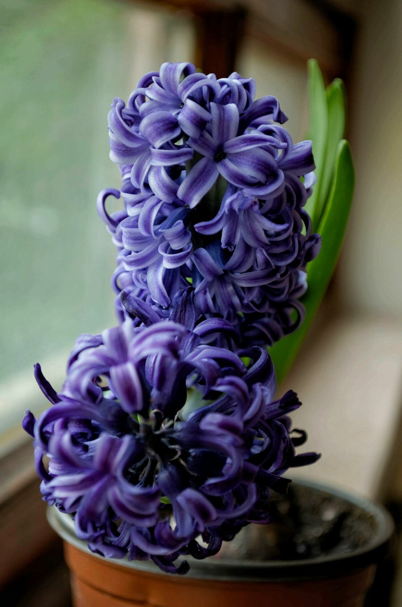 Vackra hyacinter.