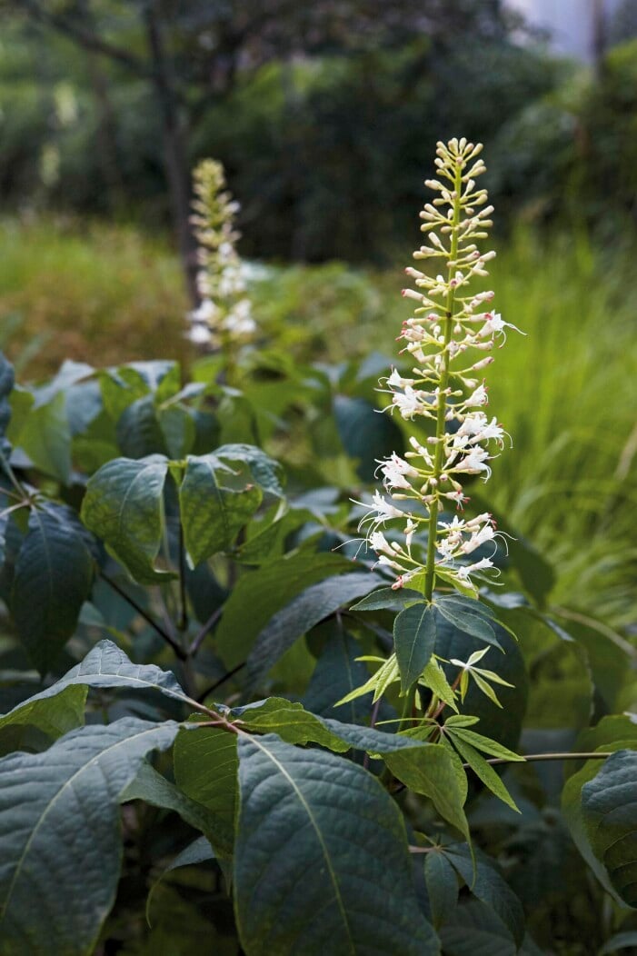 Aesculus parviflora, småblommig hästkastanj, är en buske som blommar under juli och augusti. Aesculus parviflora, småblommig hästkastanj.