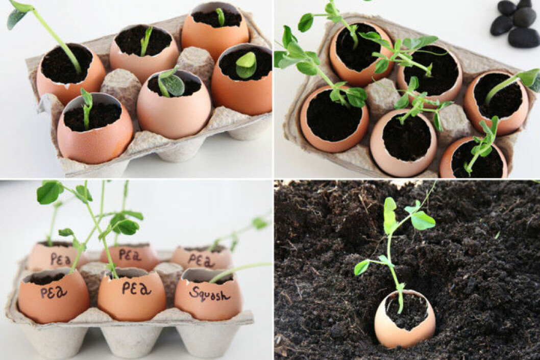 Via: <a href="http://www.squawkfox.com/2012/04/12/seedling/" target="_blank" rel="noopener">Squawfox</a> aggskal-plantera
