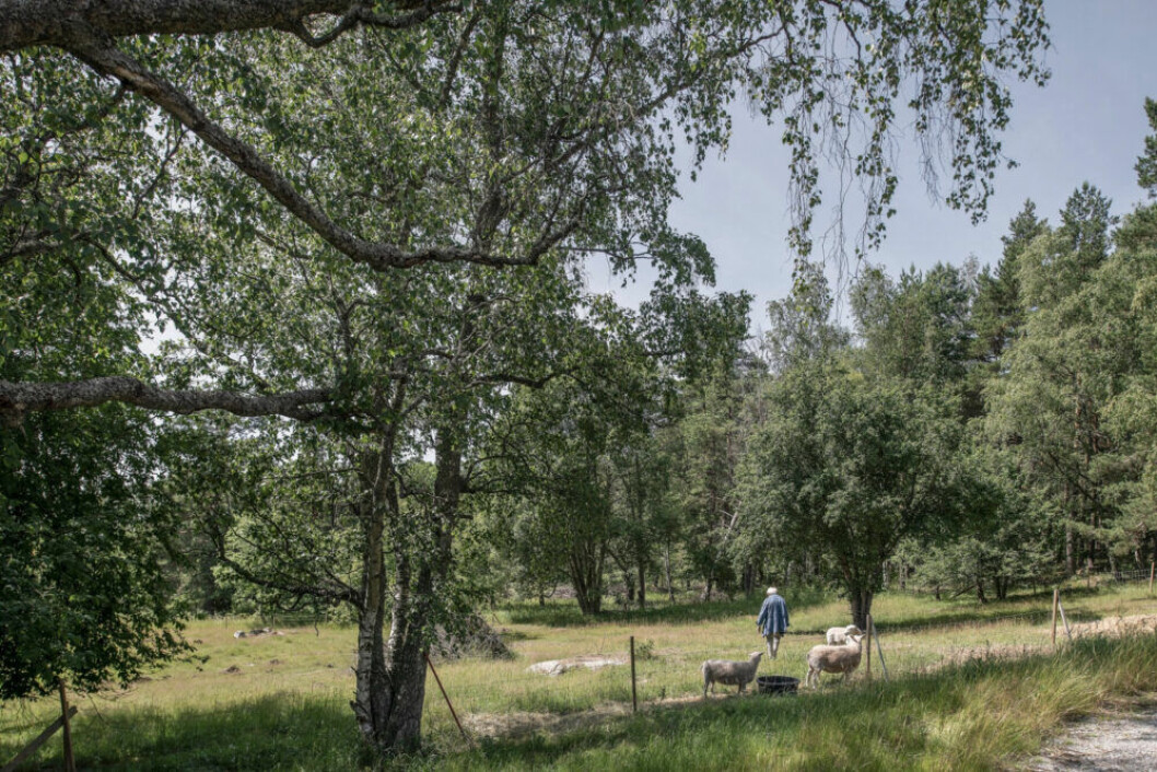 Åke lånar några får med lamm från vår till höst. De betade markerna och skötseln påminner honom om barndomen i Småland på 1930-talet. Lien fick han som 12-åring, 1944. Åke Axelsson i en fårhage.