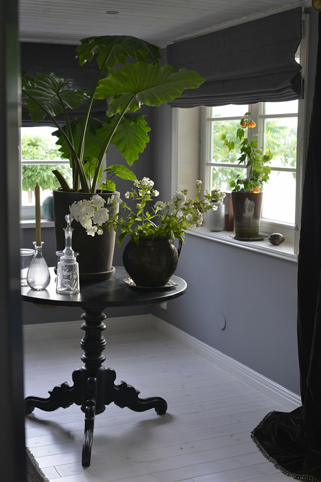 Stora krukväxten på bordet: Alocasia Alocasia