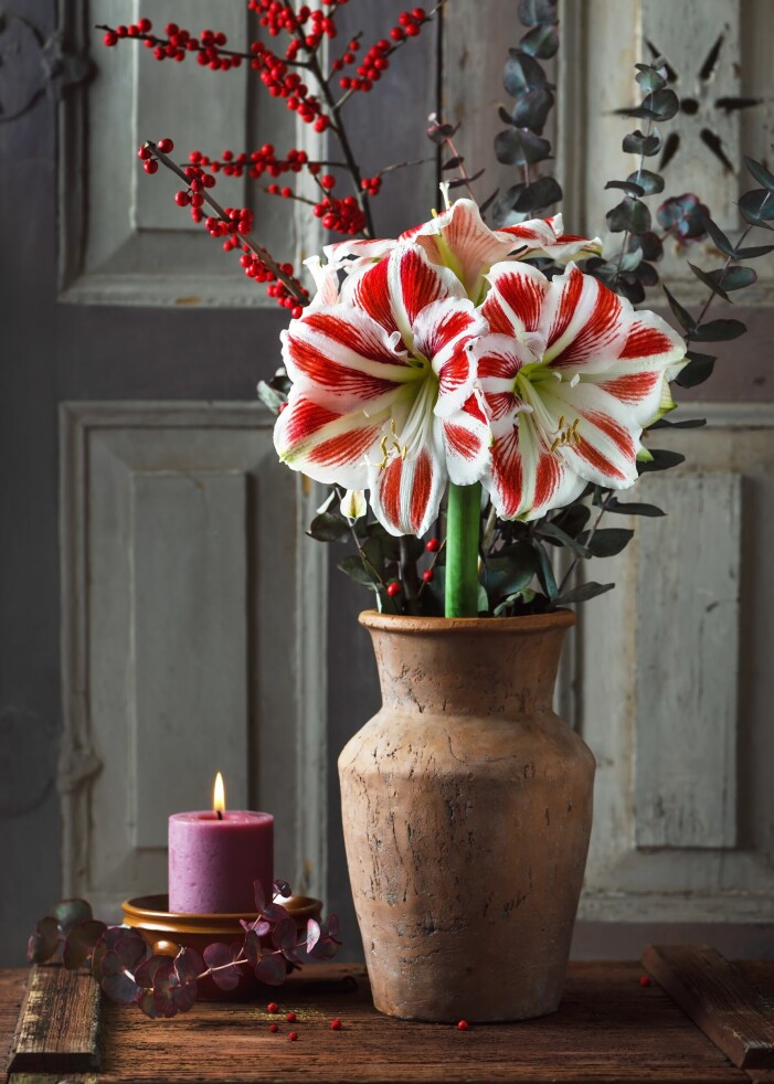 Amaryllis