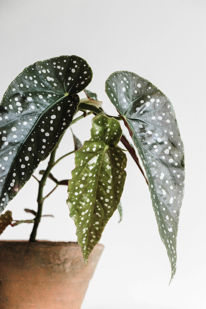 Forellbegonian har karakteristiskt prickiga blad. Foto: Shutterstock forellbegonia – en trendig och lättskött växt till hemmet 2021