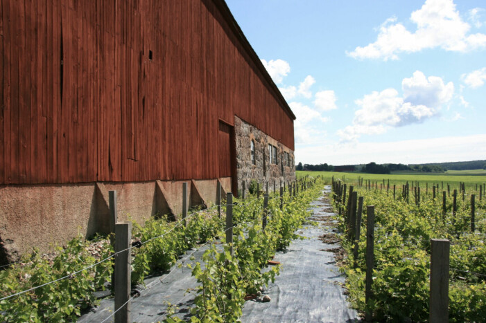 Blaxsta vingård