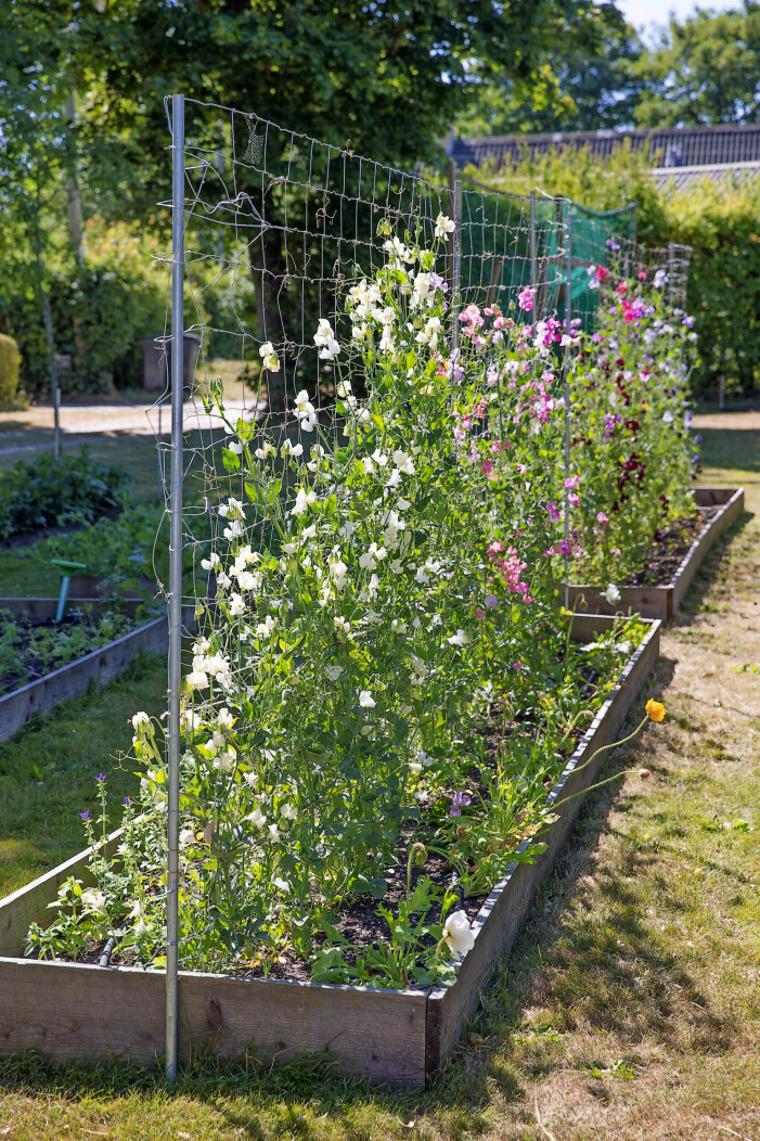 "Växterna når sin fulla höjd på några månader" Blombädd med brädor.