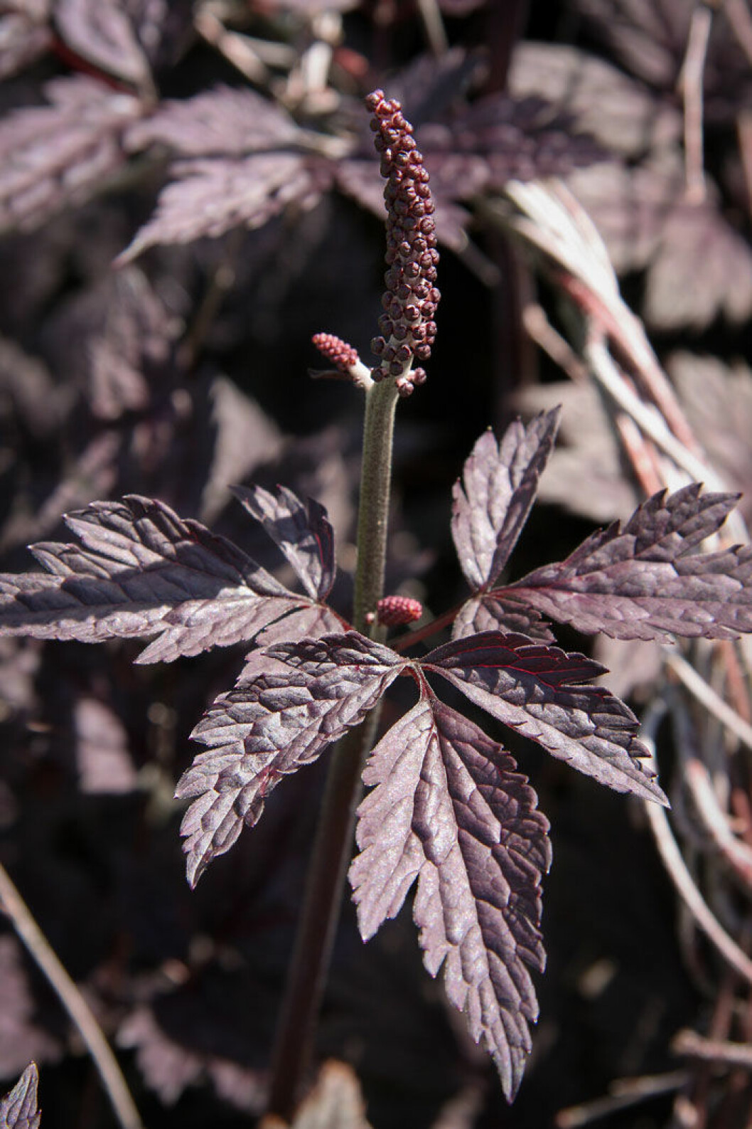 Höstsilverax, Actaea simplex ’Brunette’. Foto: Shutterstock. Höstsilverax, Actaea simplex ’Brunette’. Foto: Shutterstock.