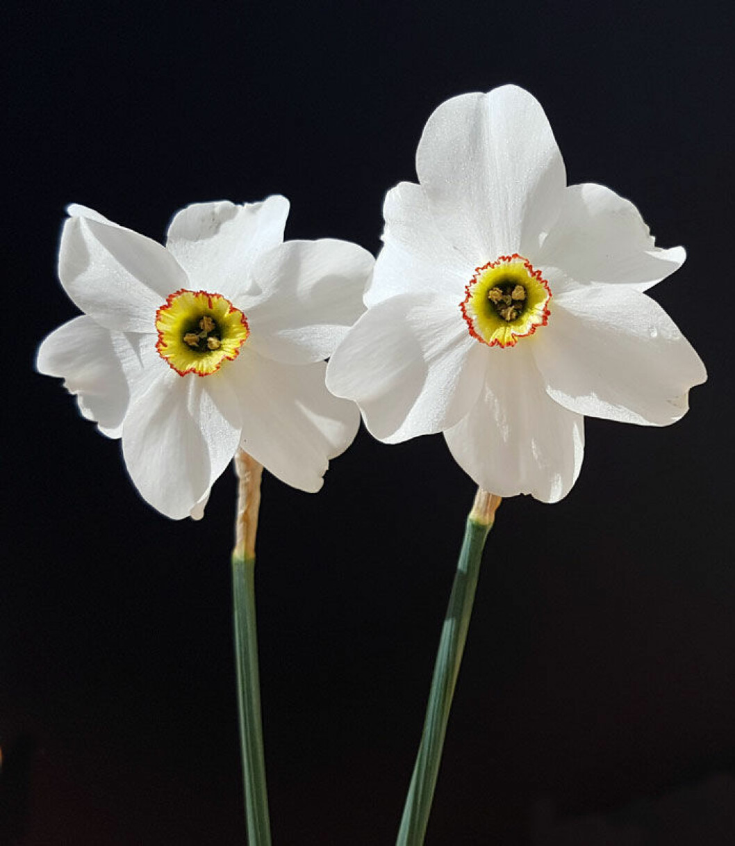 Narcissus Recurvus doftar underbart. Extraplus för att rådjuren lämnar dem ifred. Foto: Shutterstock. Narcissus Recurvus! Foto: Shutterstock.