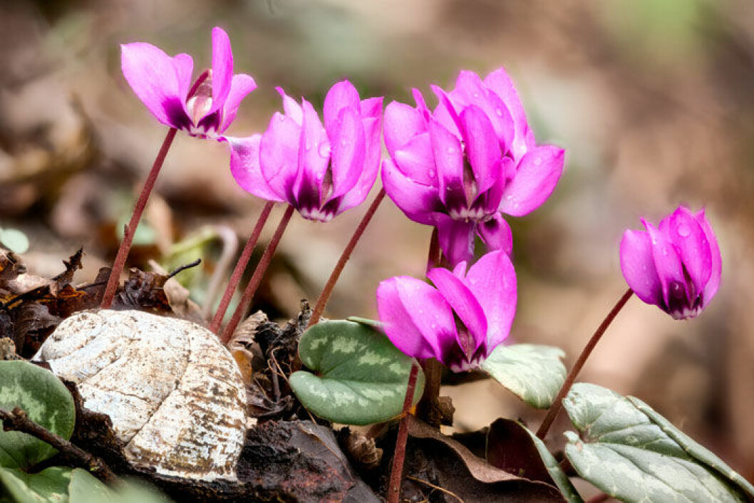 Rosa cyklamen klarar en del kyla ute. Foto: Shutterstock. Rosa cyklamen. Foto: Shutterstock.