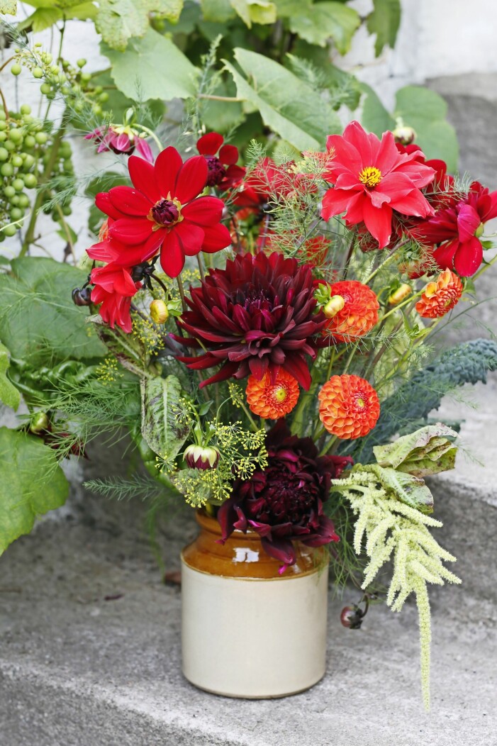 Mustigt arrangemang. Bukett med dahliorna ’Arabian Night’, ’Kenora Macob’, ’Bishop of Llandaff’ samt en orange pompon-dahlia av okänd sort. I vasen finns också några kvistar dill, sallad som gått i blom, svartkålsblad, en grön rävsvans och sparrisblast. Mustigt arrangemang av blommor.