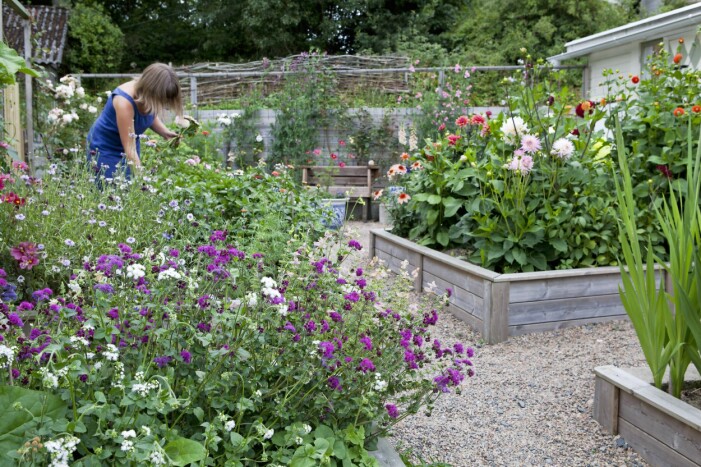 Blomsterskörd. Rebecca i blomstergården: ”Ju mer man skördar av sina sommarblommor och dahlior, desto mer blommar de”, säger hon. Blomsterskörd.
