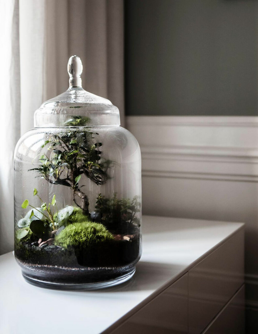 Bonsaiträd från Green factory, NK inredning. bonsai nk