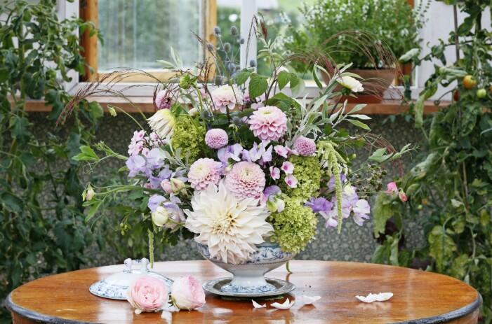 Bukett med extra allt. Ljuvligt sommararrangemang i soppterrinen! Blickfång av dahliorna ’Café au Lait’, ’Wizard of Oz’ samt en liten ljusrosa pompom-dahlia. Dessutom en och annan ros av sorten ’Eden Rose 88’. Övrigt i arrangemanget: hagtornsgrenar med gröna bär, tunna grenar av silverpäron, hallongrenar, björnbärsgrenar, hortensiablommor av sorten ’Little Lime’, rysk martorn, rosa flox ’Bright Eyes’, luktärt ’Pulsar’, rävsvans ’Viridis’ och det ettåriga teffgräset ’Ruby Silk’. Bukett med extra allt.
