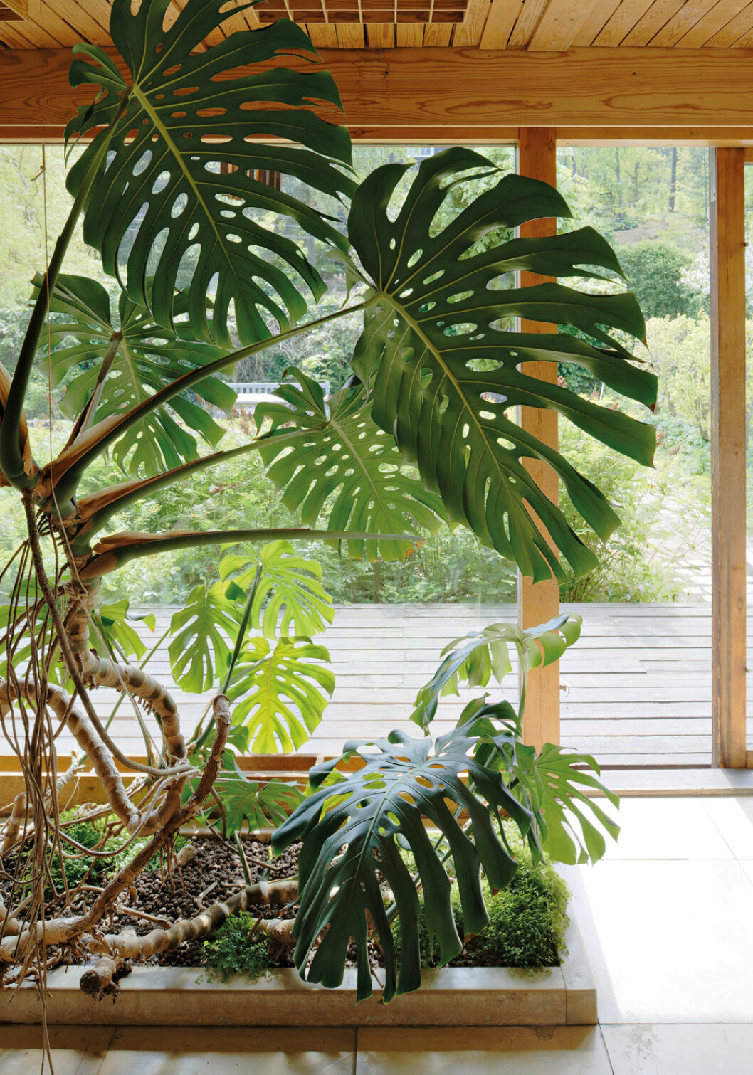 Gigantisk monstera hemma hos arkitekten Carl Nyrén
