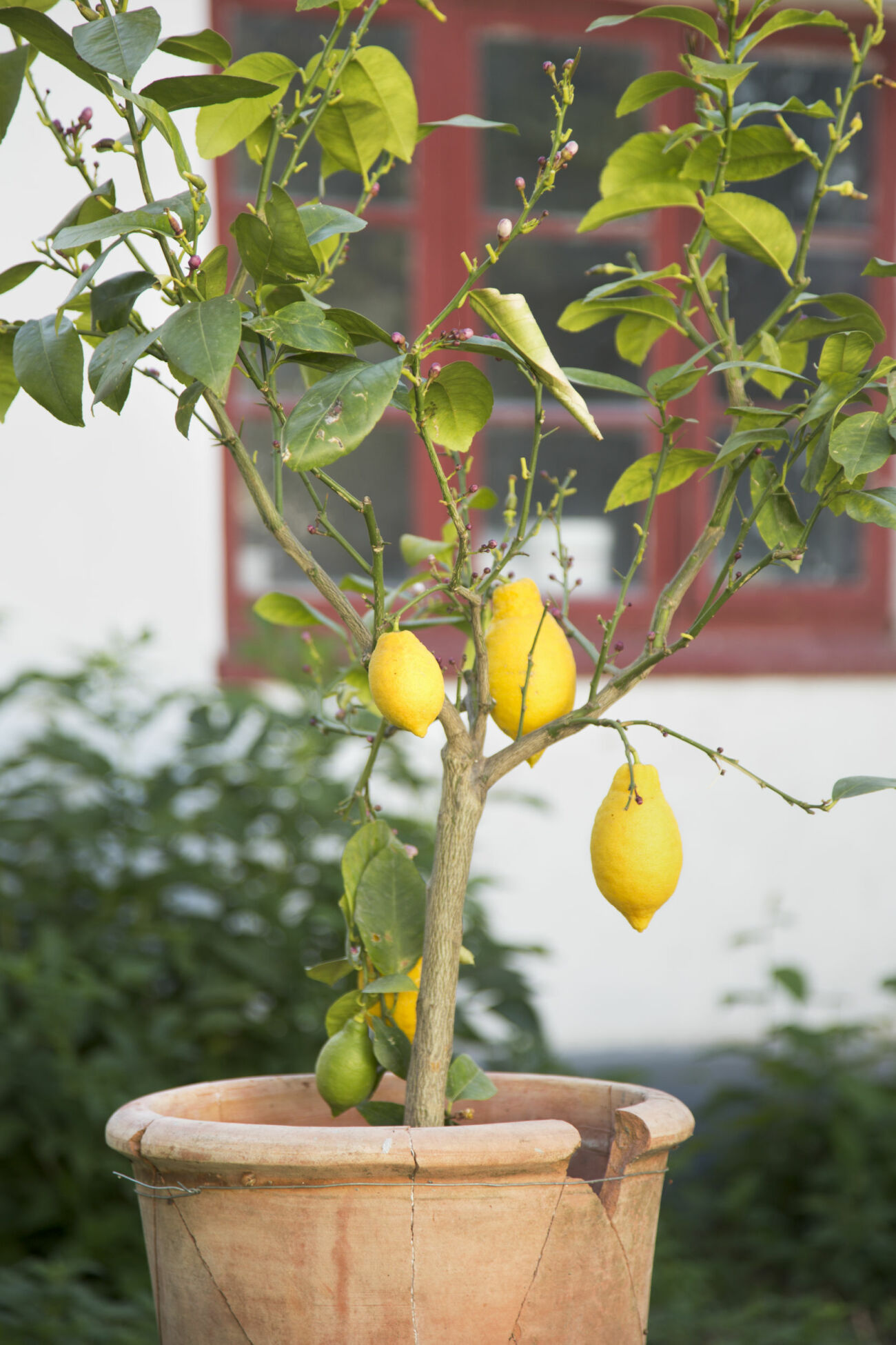 Plantera citronträd på balkongen