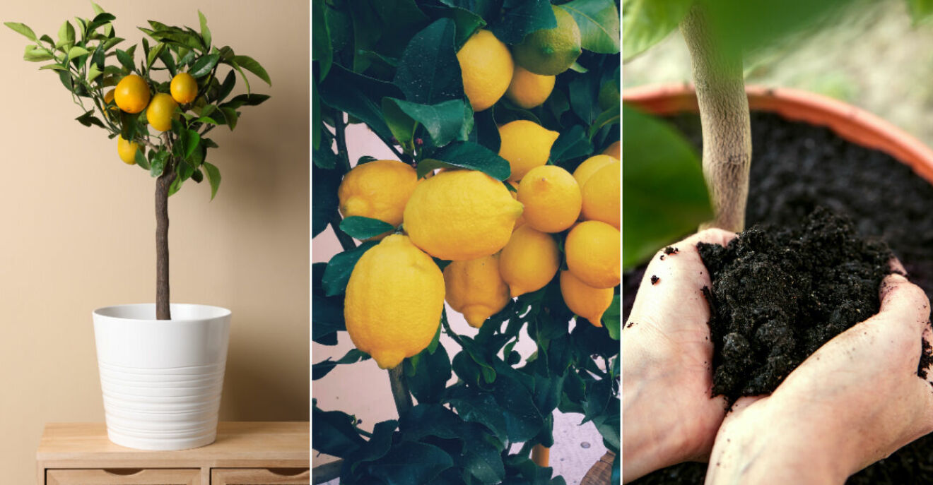 Skötsel och tips för hur du tar hand om ditt citronträd sommar och vinter