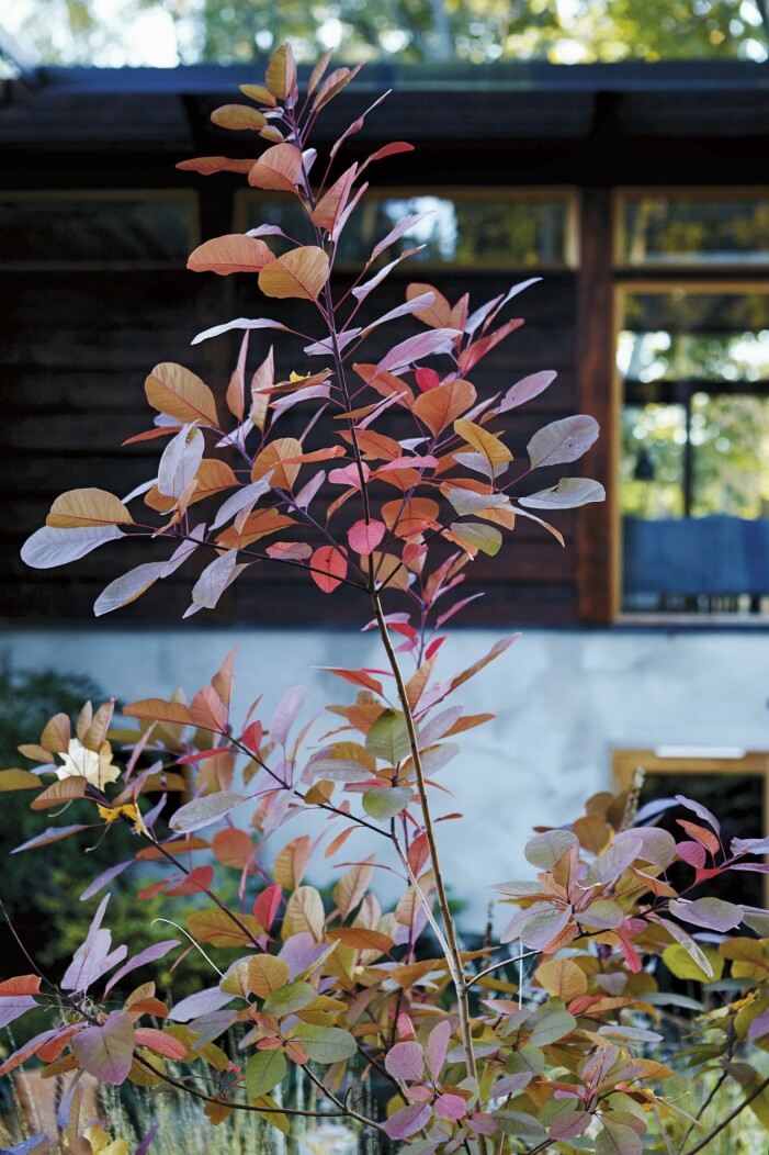 Cotinus coggygria ’Grace’, rödbladig perukbuske, blir tre meter hög och får allt rödare blad under hösten.« Cotinus coggygria ’Grace’, rödbladig perukbuske.