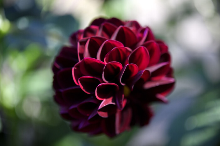 Dahlian <span class=" italic" data-lab-italic_desktop="italic">La Recoleta</span>. Dahlia La Recoleta