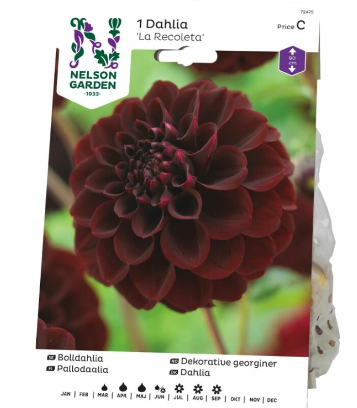 Dahlia La Recoleta från Nelson Garden