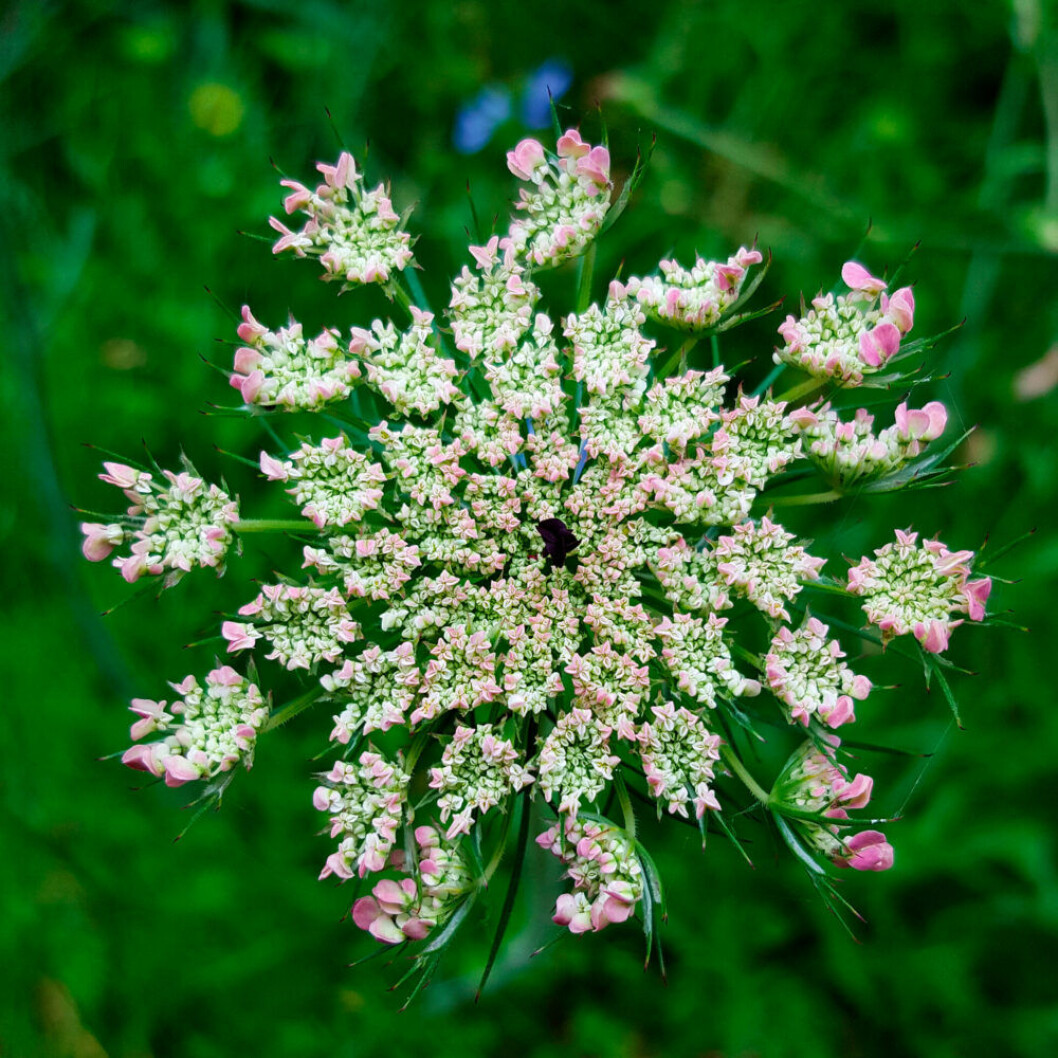 Blomstermorot. Blomstermorot