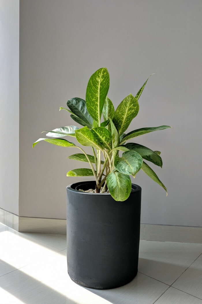Dieffenbachia har fina grönvita blad och kan växa sig stor inomhus. Foto: Shutterstock Dieffenbachia är en trendig växt 2021