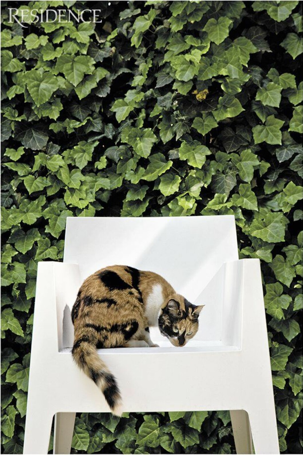 Driadestol signerad Philippe Starck med matchande familjekatt.