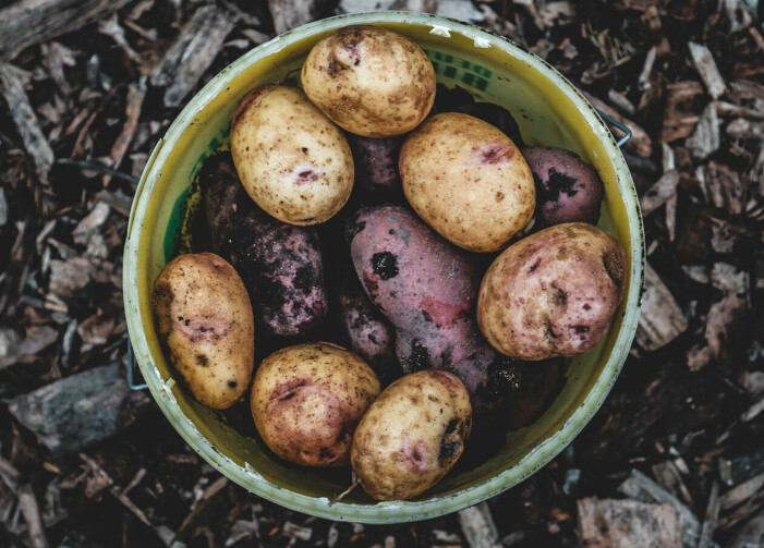 Det finns mängder av potatissorter att odla - de har olika färg, form, storlek och smak. så odlar du egen potatis