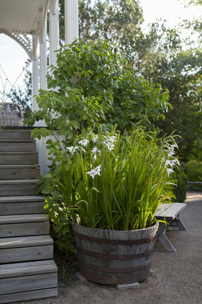 I Charlottes trädgård finns ett flertal ekfat där vår- och sommarblommor planteras men också perenner och buskar. Här är det sirlig doftlilja som sprider väldoft från sensommaren. Ekfat med planterade blommor.