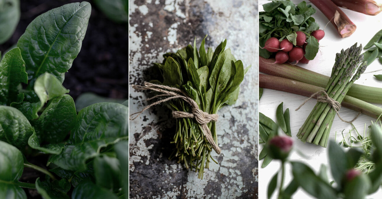5 enkla grönsaker att odla i växthuset