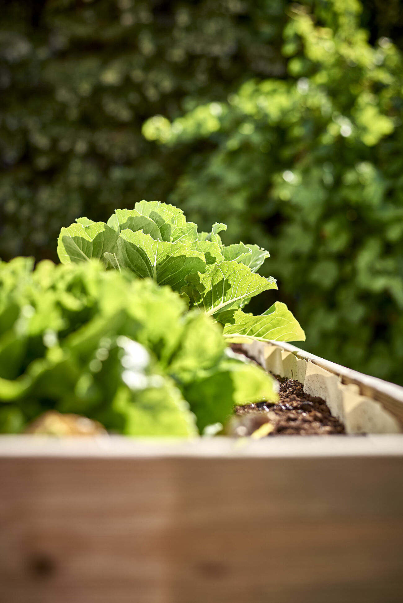 Enkla grönsaker att odla i växthuset, sallat