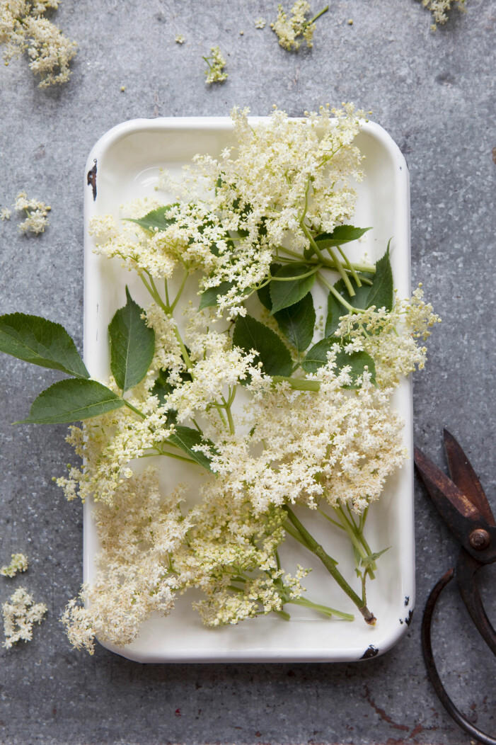 Fläder är härligt frisk i smaken och passar i både mat och dryck. Foto: TT. Fläder är en ätbar blomma perfekt för både mat och dryck