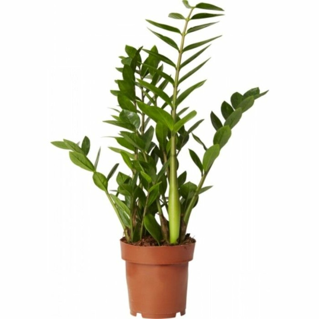 garderobsblomma