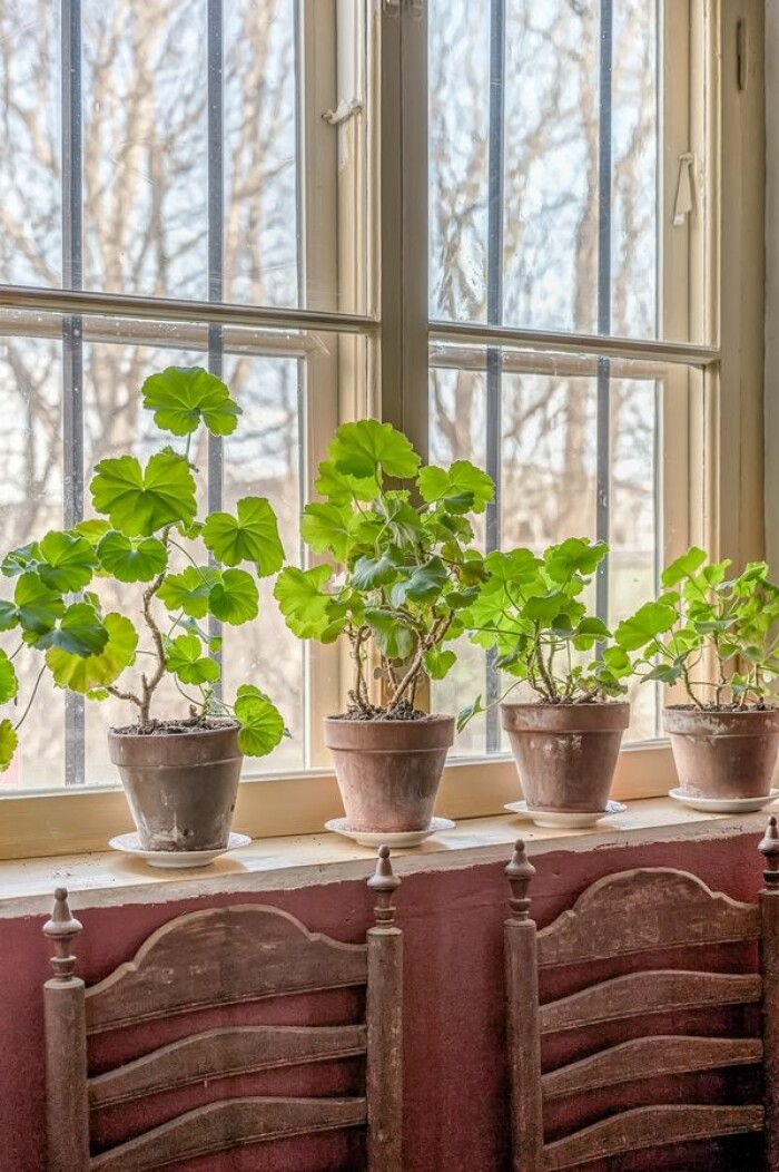 Nötta terrakottakrukor med vackra pelargoner i ett av fönstren. Glasberga säteri till salu
