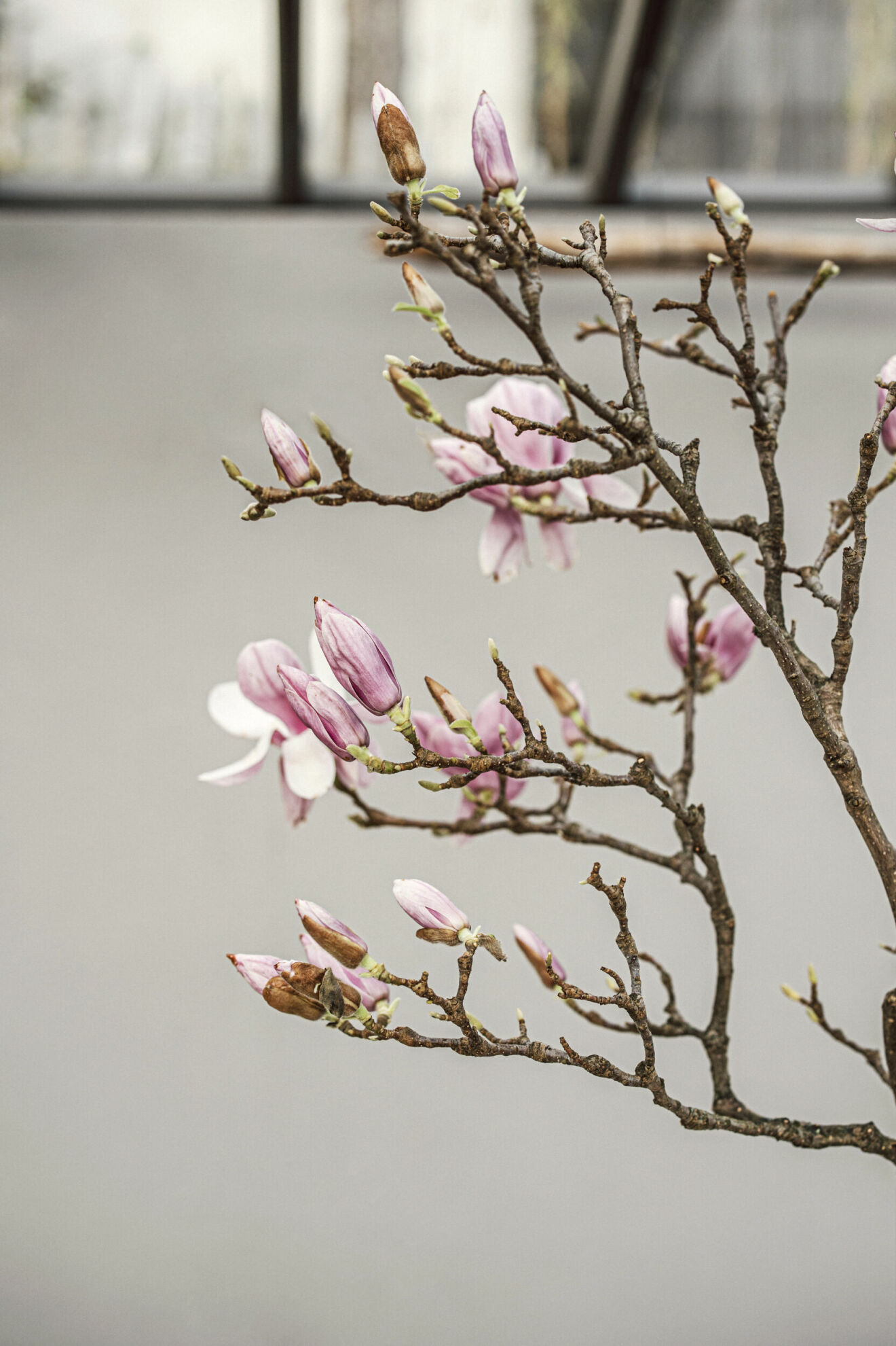 blommande magnoliakvist