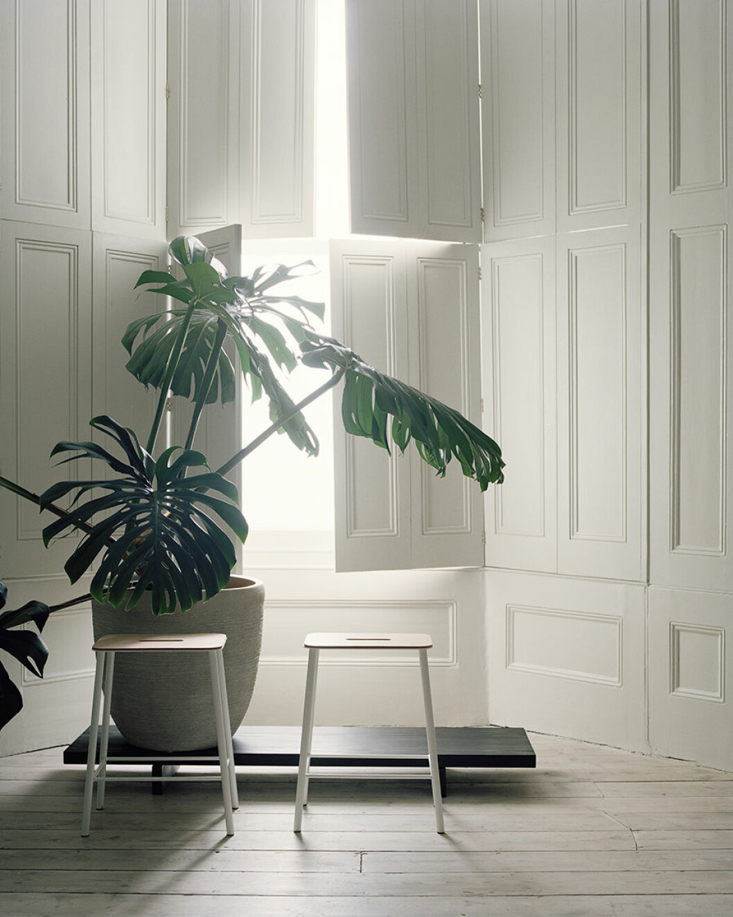 grey house stor monstera