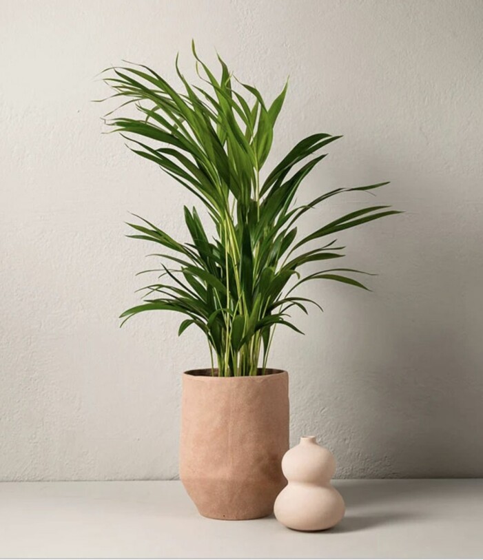 Tillför härligt sommarlugn med en lummig guldpalm. Foto: Interflora. Skapa en grön oas på balkongen med guldpalm