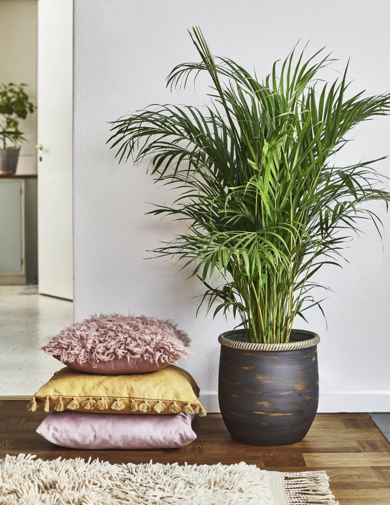 Guldpalm skapar djungelkänsla i hemmet och renar luften.