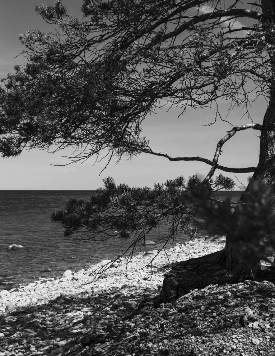 Annika Hällsson älskar att gå längs stranden vid Gothemhammar, oavsett väder. »Om hösten kan vinden ta i ordentligt och då känner jag mig väldigt liten och ensam. Det är härligt«.